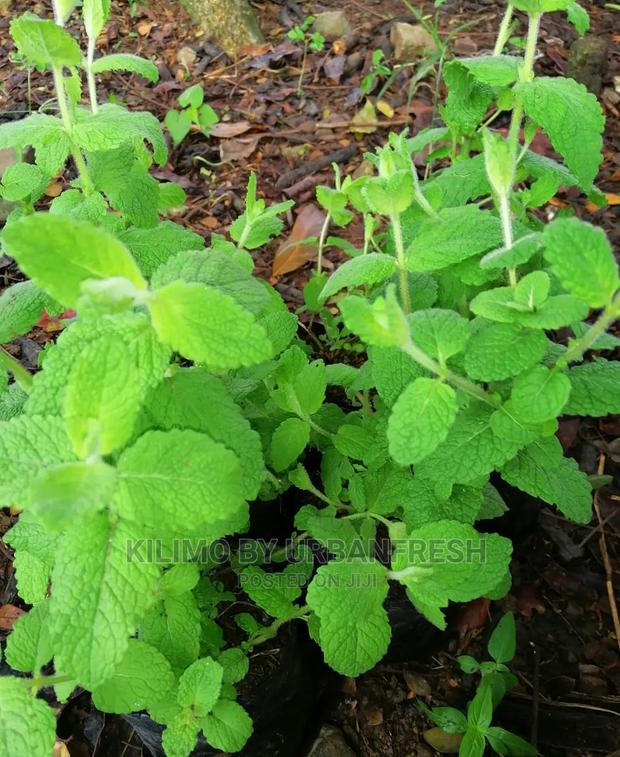 Apple Mint Seedling Moq 10. - main view