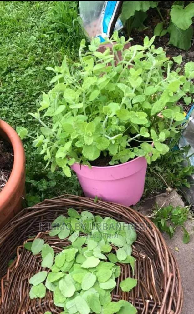 Apple Mint Seedling Moq 10. - thumbnail 3