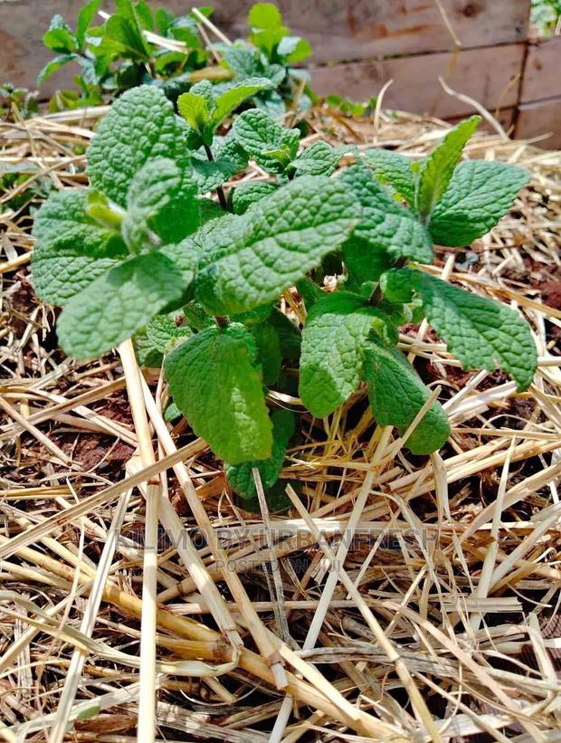 Mint Basi Seedling Moq 10 - main view
