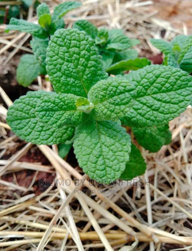 Mint Basi Seedling Moq 10 - thumbnail 3