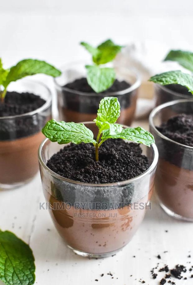 Mint Chocolate Seedling Moq 10. - main view