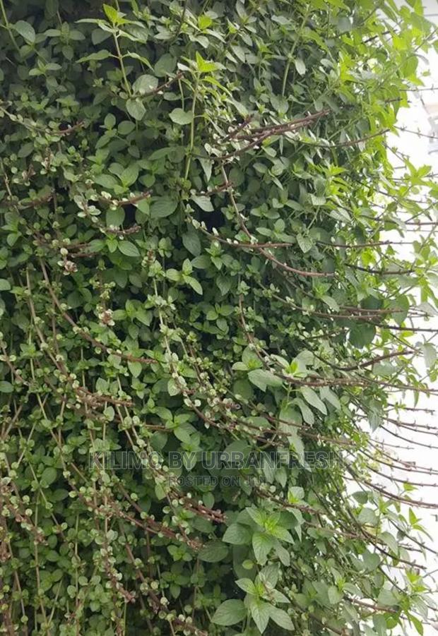 Mint Chocolate Seedling Moq 10. - thumbnail 3