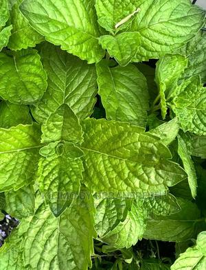 Mint Grape Fruit Seedling Moq 10 - thumbnail 2