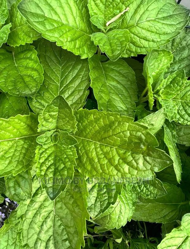 Mint Grape Fruit Seedling Moq 10 - main view