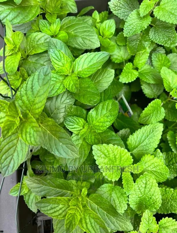 Mint Grape Fruit Seedling Moq 10 - thumbnail 3