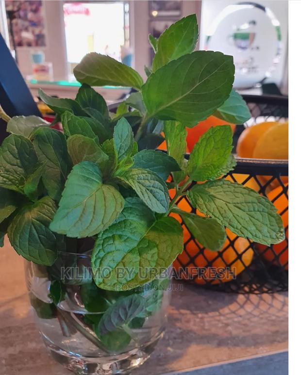 Mint Orange Seedling Moq 10 - main view