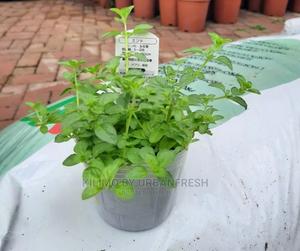 Mint Penny Royal Seedling Moq 10 - thumbnail 2