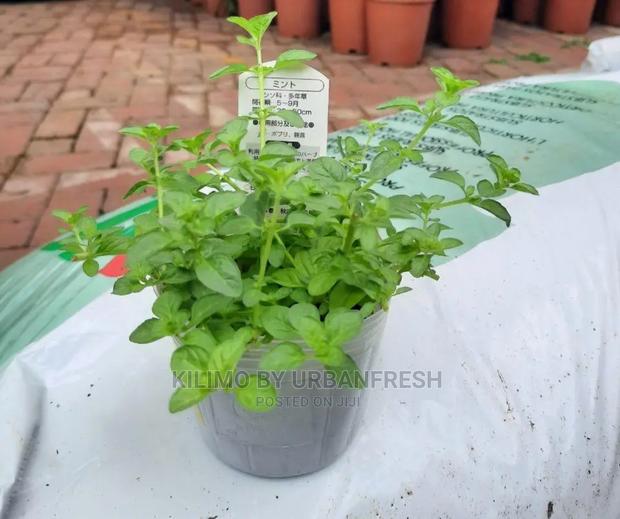 Mint Penny Royal Seedling Moq 10 - main view