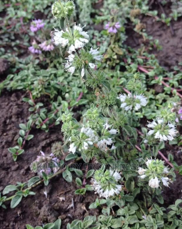 Mint Penny Royal Seedling Moq 10 - thumbnail 3