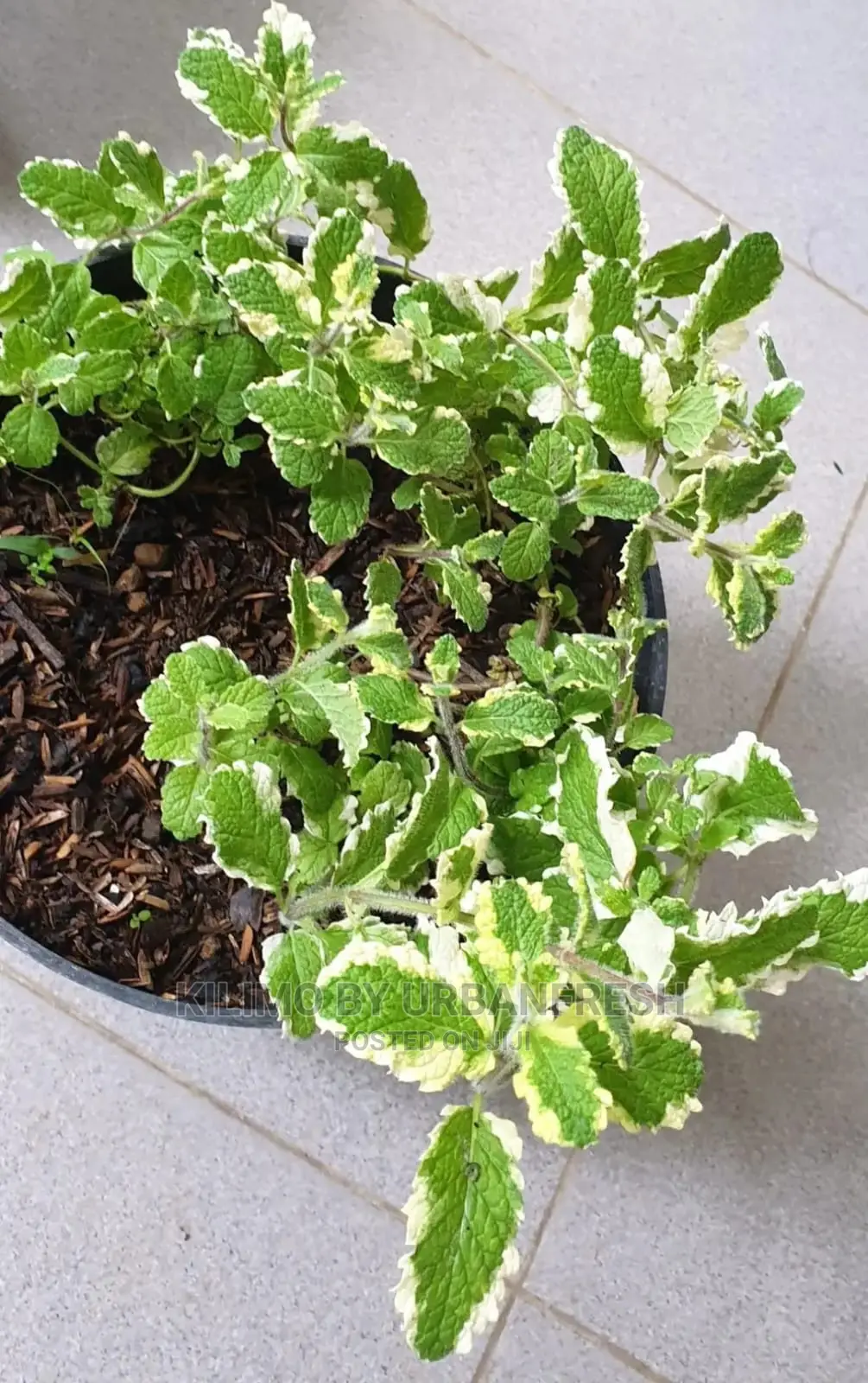 Mint Pineapple Seedling Moq 10.