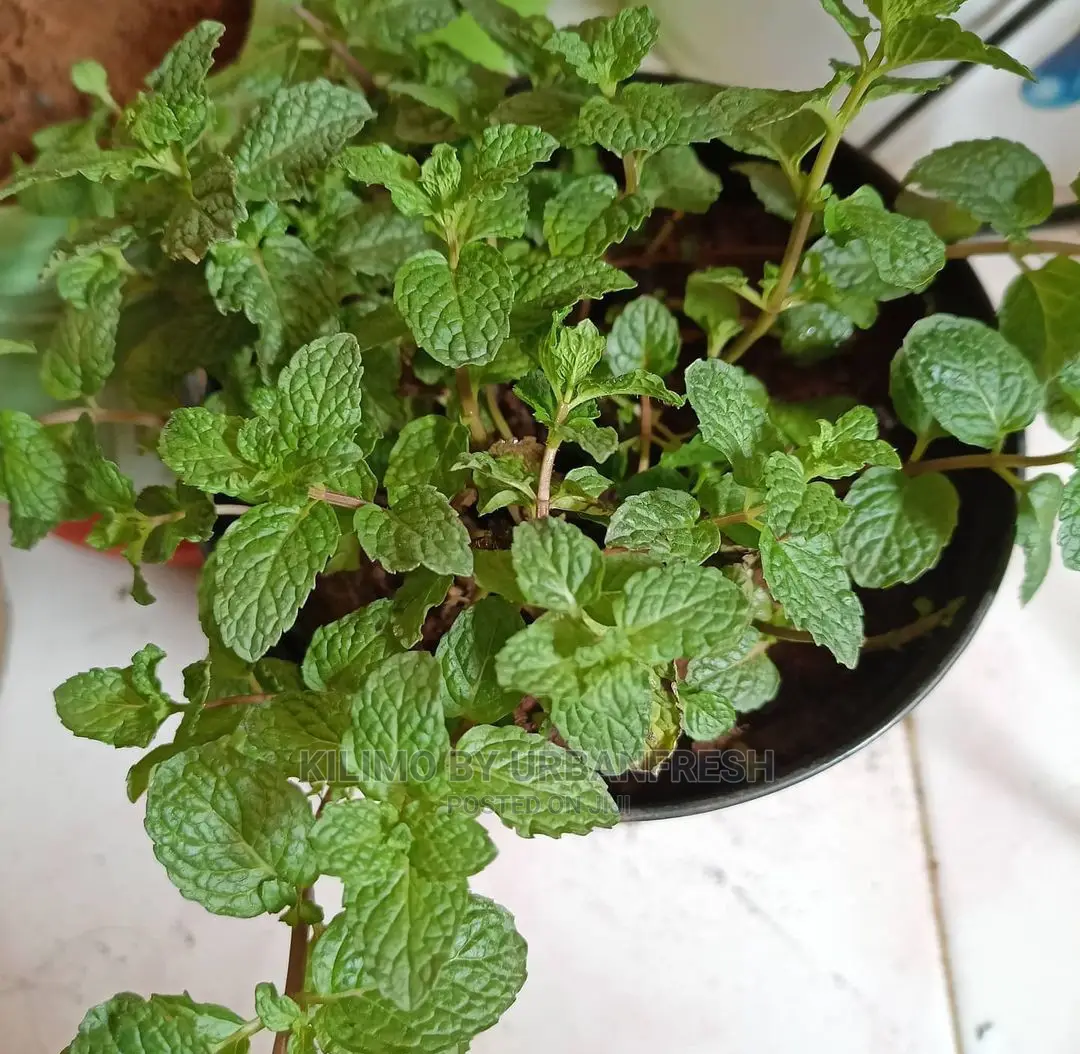 Mint Pudina Seedling Moq 10.