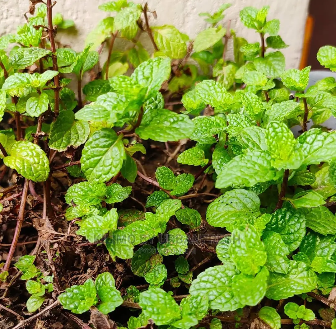 Mint Pudina Seedling Moq 10.