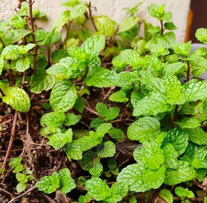 Mint Pudina Seedling Moq 10.