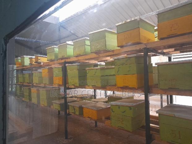 Modern Apiary/Apiaries - thumbnail 11