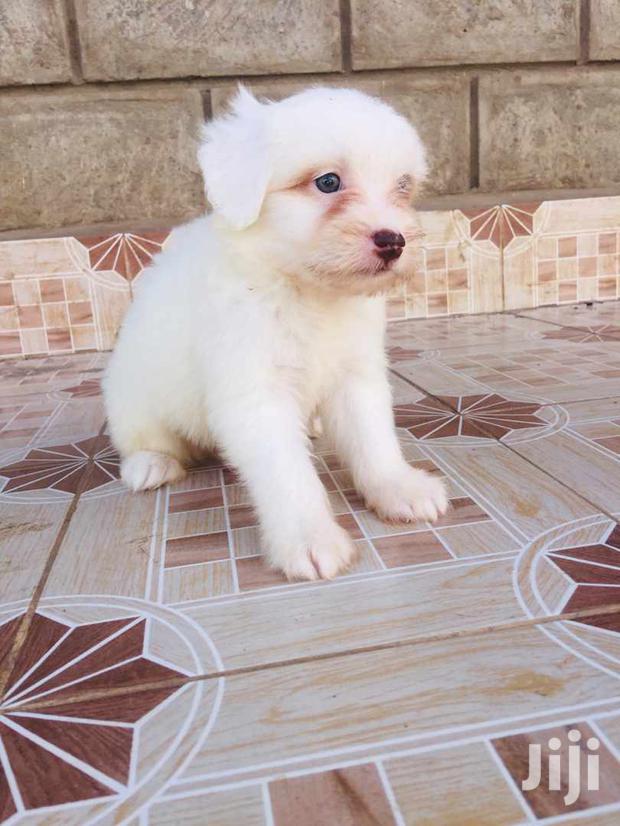 Young Male Purebred Maltese