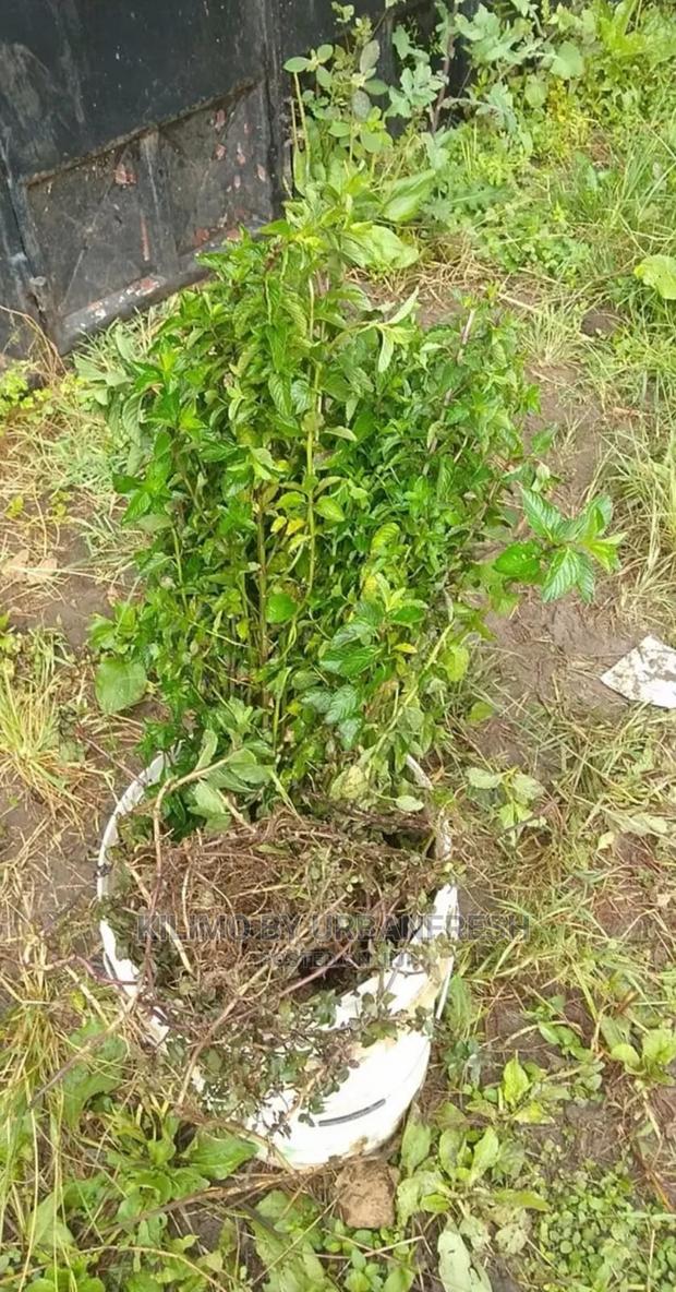 Mint Spear Seedling Moq 10 - main view