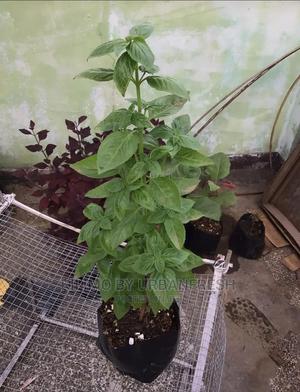 Mint Horse Seedling Moq 10 - thumbnail 2