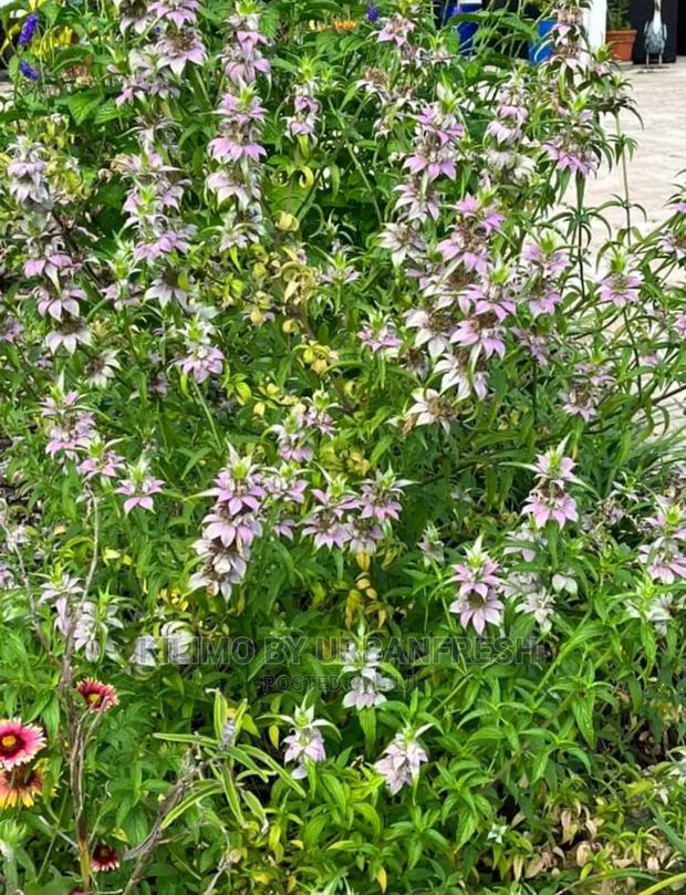 Mint Horse Seedling Moq 10 - thumbnail 3