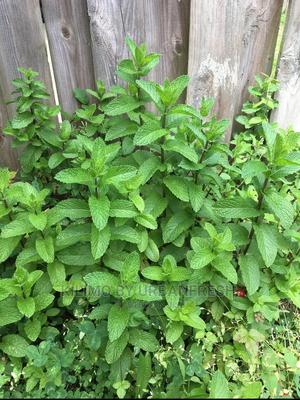 Mint Lemon Seedling Moq 10 - thumbnail 2