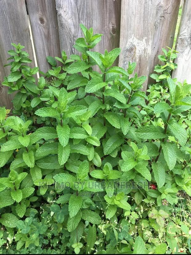 Mint Lemon Seedling Moq 10 - main view