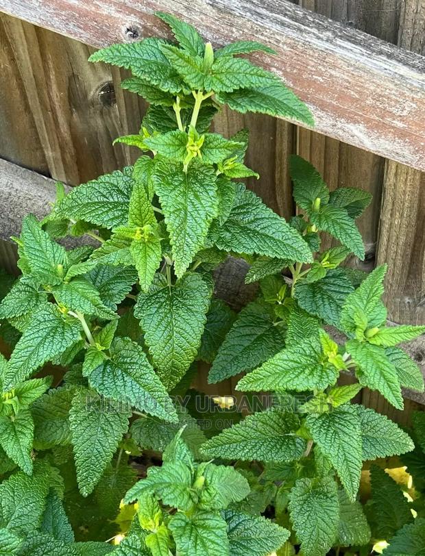 Mint Lemon Seedling Moq 10 - thumbnail 3