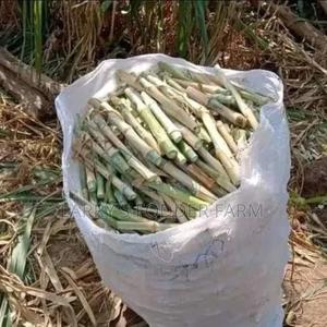 Super Napier Pakchong -F1 - thumbnail 2