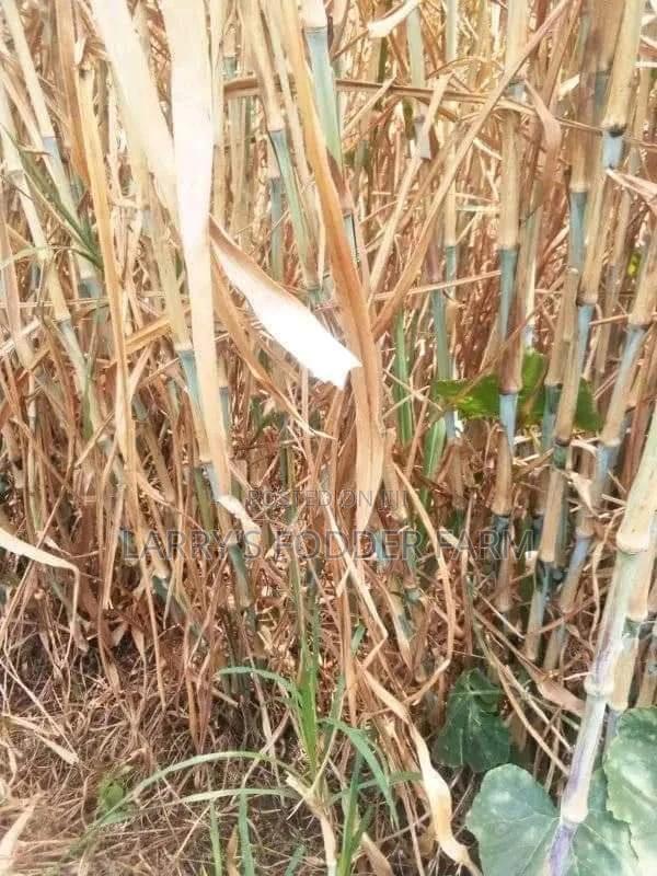 Super Napier Pakchong -F1 - thumbnail 3