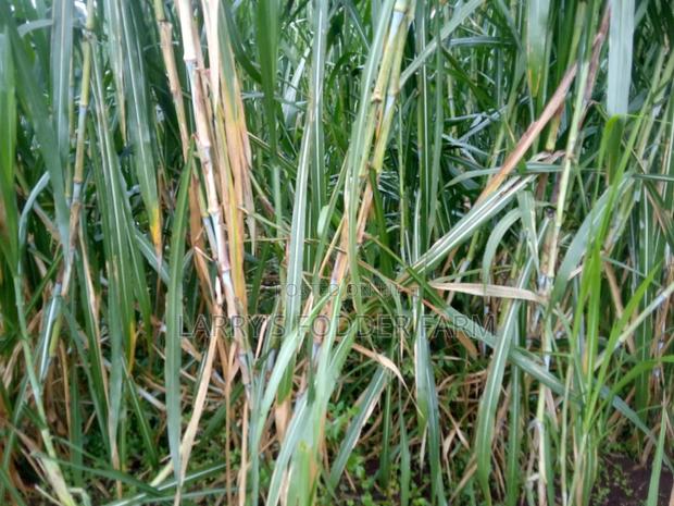 Super Napier Pakchong -F1 - thumbnail 5