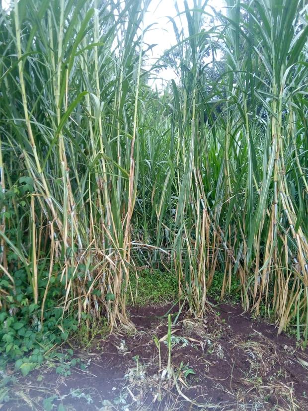 Super Napier Pakchong -F1 - thumbnail 4