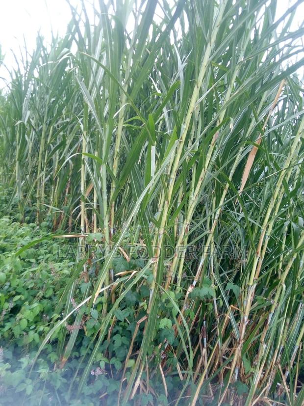 Super Napier Pakchong -F1 - thumbnail 6