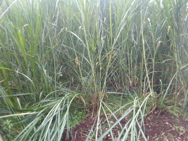 Super Napier Pakchong -F1 - thumbnail 8