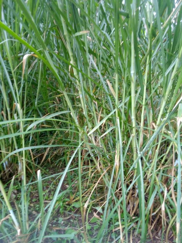 Super Napier Pakchong -F1 - thumbnail 7