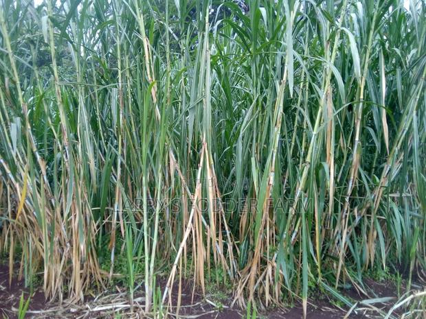 Super Napier Pakchong -F1 - thumbnail 10