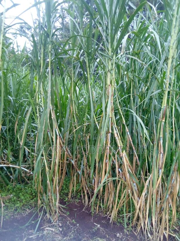 Super Napier Pakchong -F1 - thumbnail 9