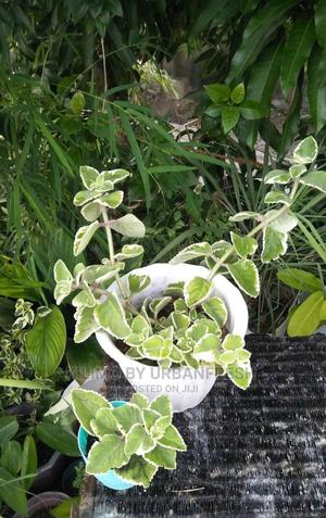 Oregano Seedlings Moq 10 - thumbnail 2