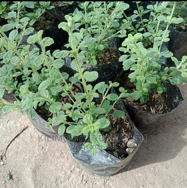 Oregano Italian Seedling Moq 10. - main view