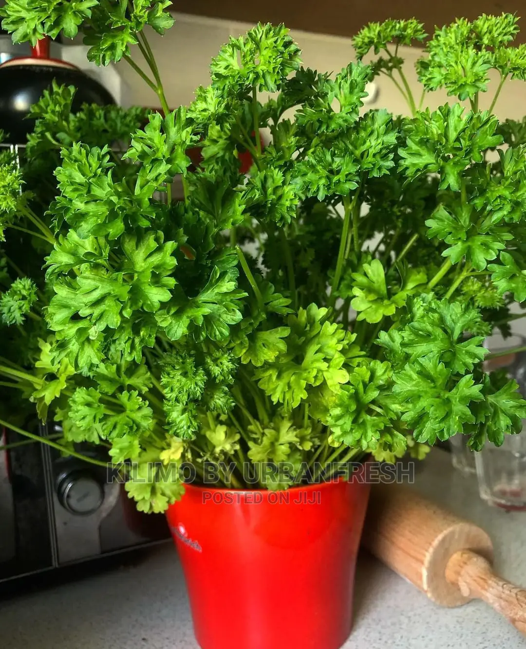 Parsley Seedling Moq 10.