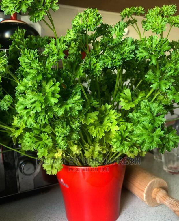 Parsley Seedling Moq 10. - main view