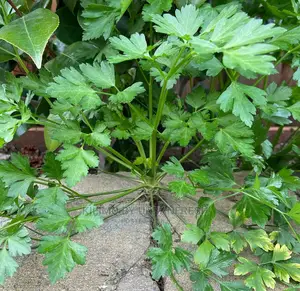 Parsley Seedling Moq 10.