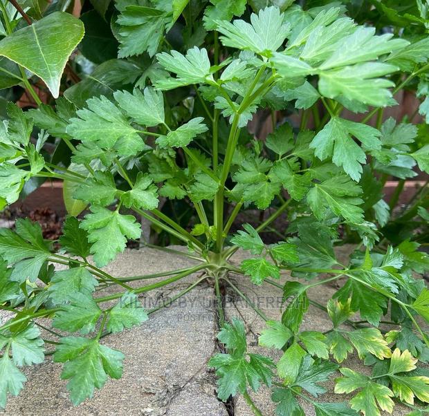 Parsley Seedling Moq 10. - thumbnail 2