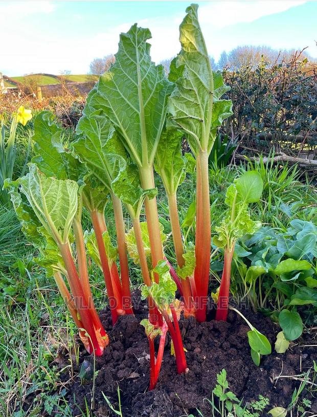 Rhubarb Seedling Moq 5 - main view