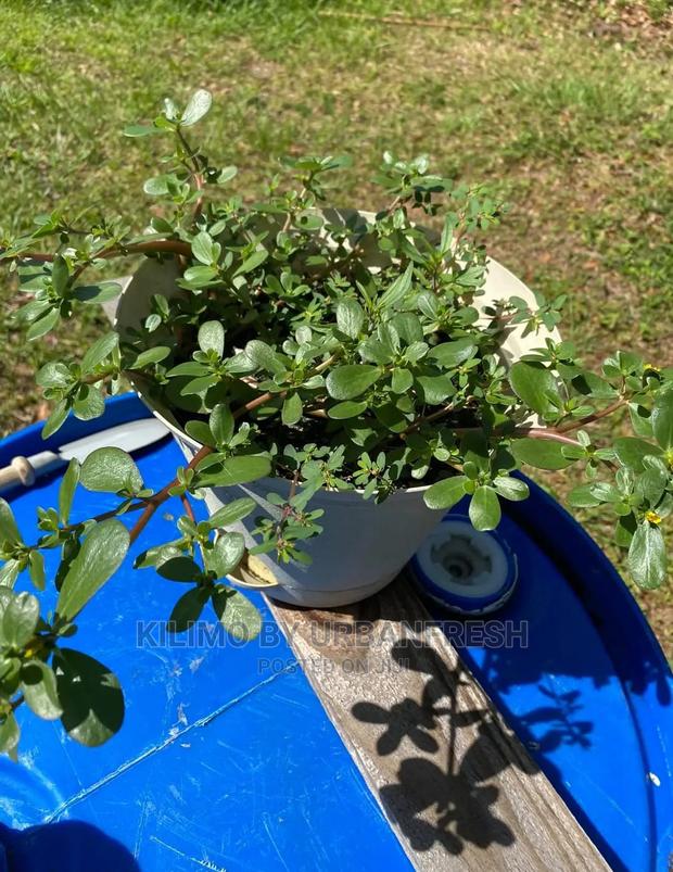 Winter Savory Plant Seedling. - main view
