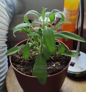 Sage Common Seedling Moq 10 - thumbnail 2