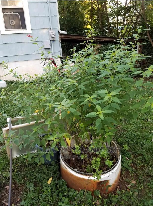 Sage Pineapple Seedling Moq 10. - main view