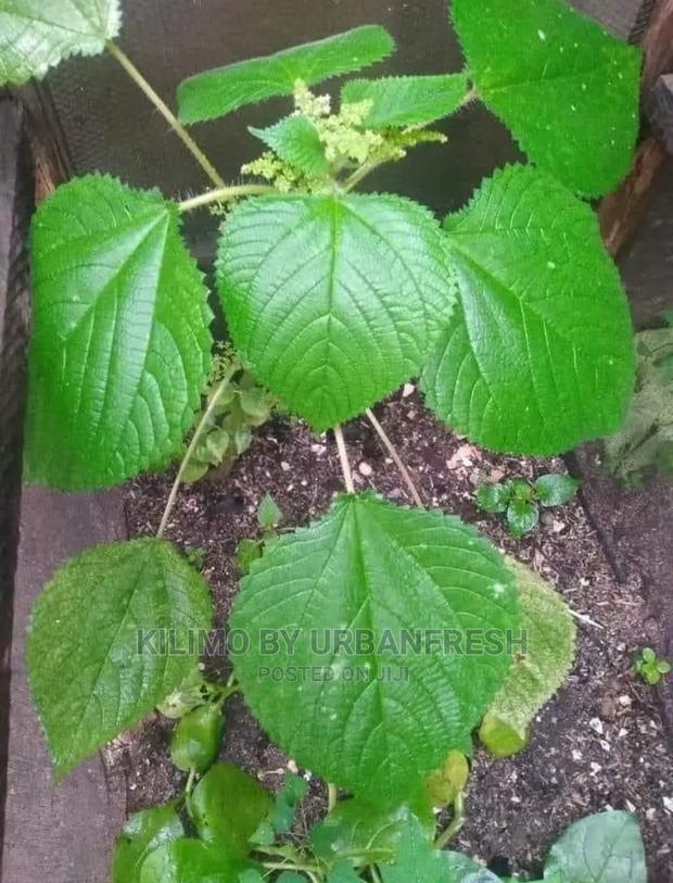 Stinging Nettle Seedling Moq 15 - main view