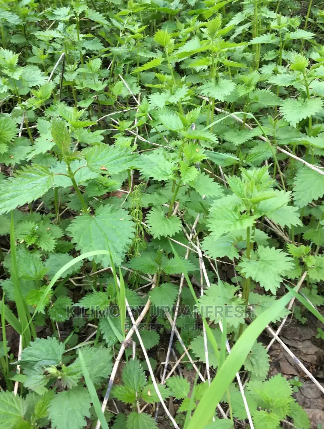 Stinging Nettle Seedling Moq 15