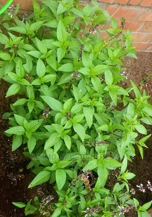 Thai Basil Seedling Moq 10