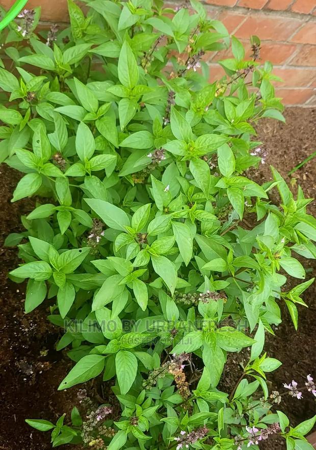 Thai Basil Seedling Moq 10 - main view