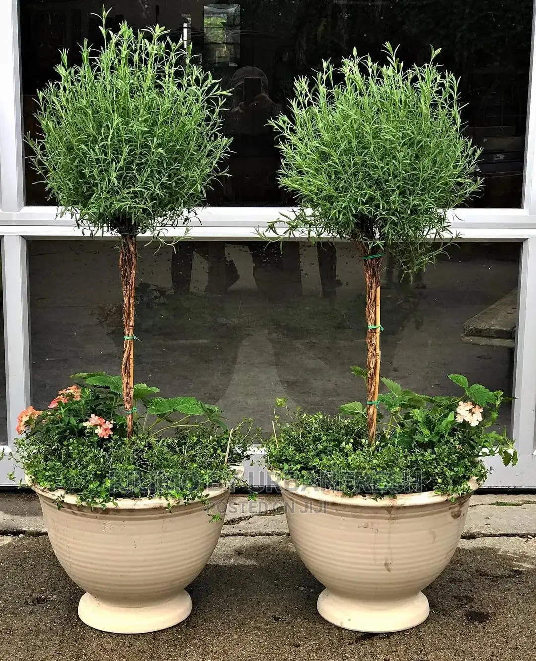 Thyme Common Seedling Moq 10