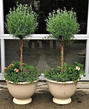 Thyme Common Seedling Moq 10 - thumbnail 2